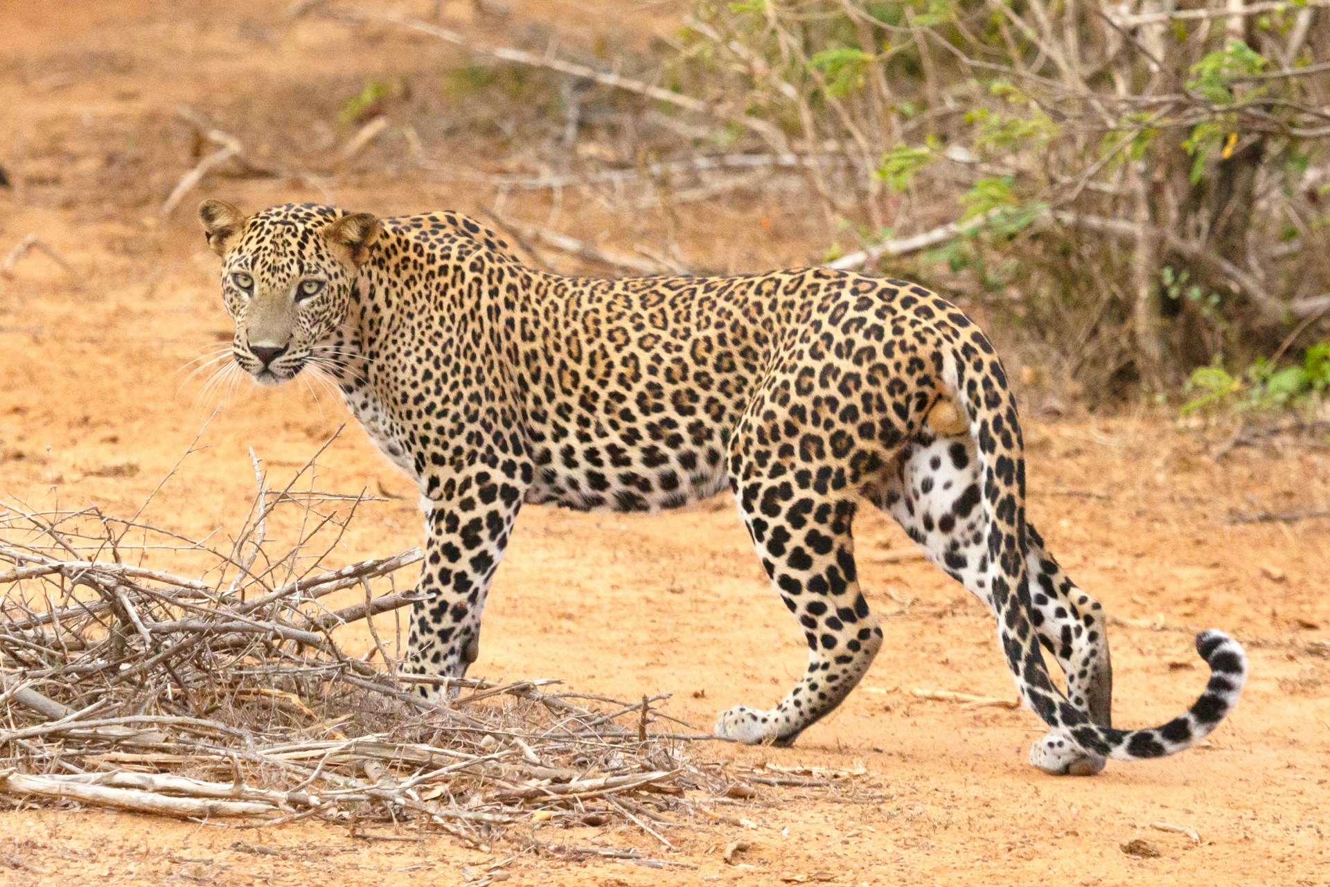 🐆 2-Days Safari Mikumi National Park from Zanzibar Island 🏝️