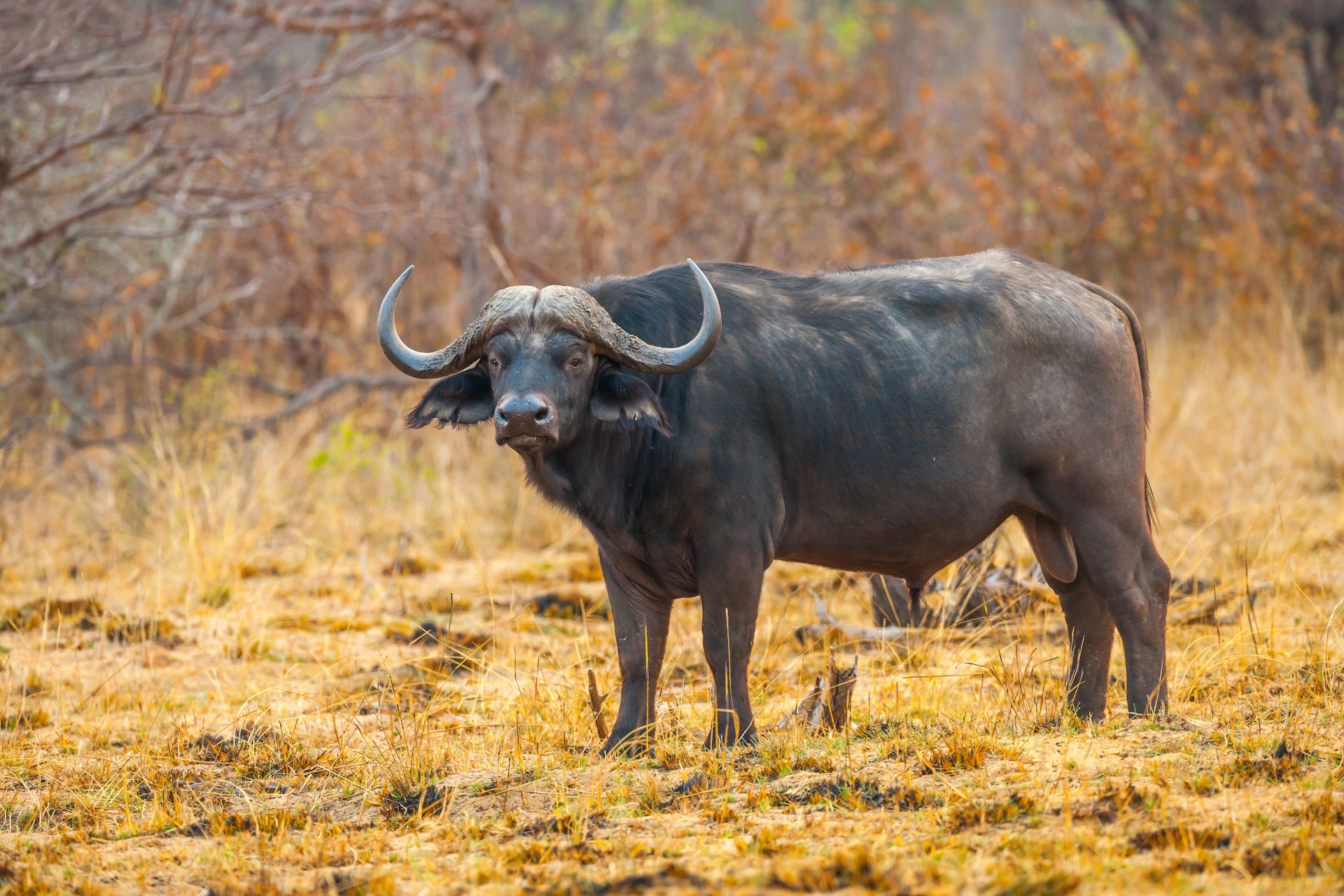 🐃 3-Days / 2-Nights Safari Itinerary